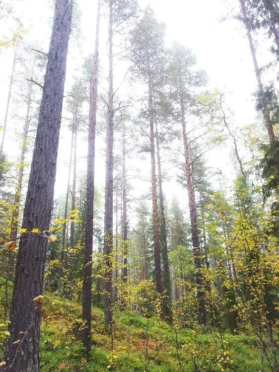 5 / 10 PLANDEL Skötsel och förvaltning av naturreservatets naturvärden Naturreservatet har delats in i tre skötselområden (A-C) där den långsiktiga förvaltningen av områdets främst skogliga