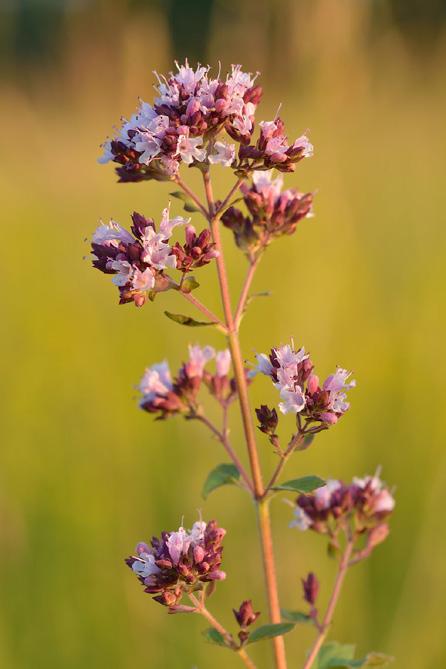 Här är några av våra och pollinerarnas favoriter! KUNGSMYNTA Origanum vulgare Kungsmyntan är en flerårig ört som i torkad form är mer känd som oregano. Blomningen äger rum i juli och augusti.
