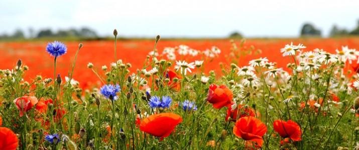 30 och klär midsommarstången, därefter blir det dans och tårta till kaffet. Onsdag 15 maj, klockan 14.00-15.40 Nybro Begravningsbyrå.