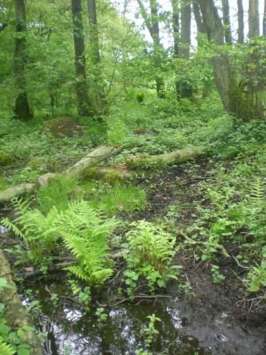Vegetationsutvecklingen i nordvästra Europa under Eem och Weichsel, samt en fallstudie av en submorän, organisk avlagring i Bellinga stenbrott, Skåne Christine