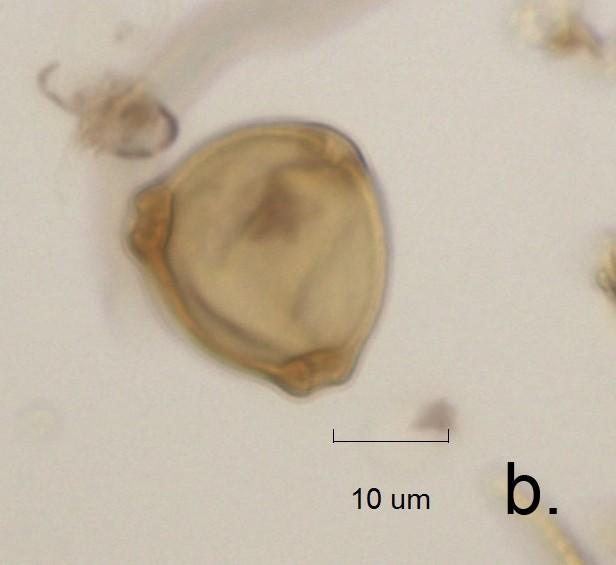 Betula-pollen i polar