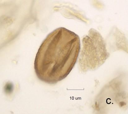 polar vy visas i a, b