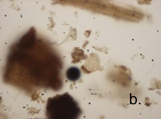 Tyngdpunkten i tolkningen ligger i den höga andel Quercus-pollen som påträffats i prov 5. Detta får stöd av makrofossilanalysen av samma prov.