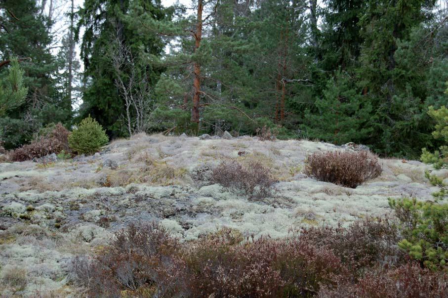 Resultat Efter avslutad fältinventering, kart- och arkivstudier och sammanställning över sedan tidigare kända fornlämningar kan konstateras att det aktuella utredningsområdet berör elva forn- och