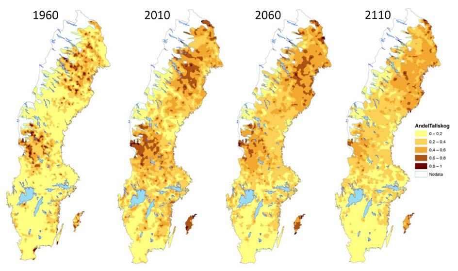 Figur 11. Utvecklingen av andelen tallskog av den produktiva skogsmarken. I både Svealand och Götaland förväntas arealen tallskog minska med cirka 10 procentenheter under tidsperioden 2010-2110.
