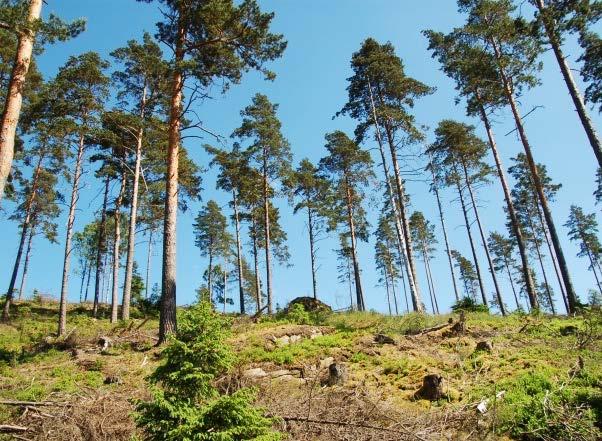 7. SKOGSBRUK I TJAÄ DERBIOTOPER 7.
