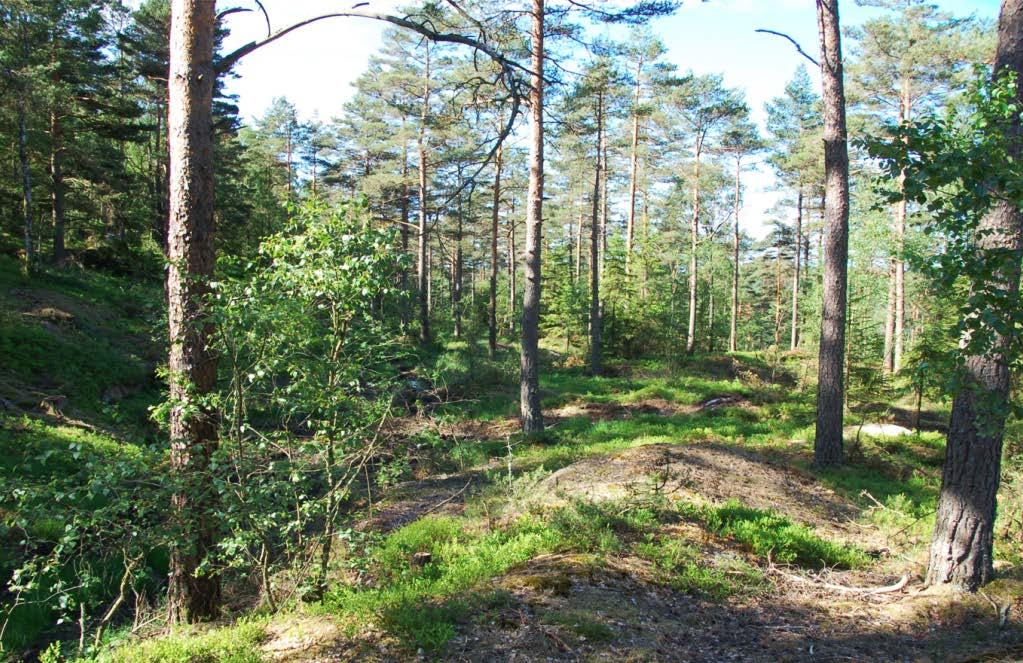 luckorna och tegarna finns skogsbestånd som duger som spelplatser. Följande avverkning görs först när föregående luckor eller tegar vuxit upp till klenare gallringsskog.