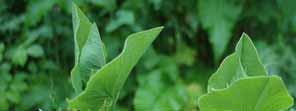 Hålrot Aristolochia clematis Starkt hotad (EN) Aristolochiaceae Hålroten är flerårig och har en upp till 1 meter hög stjälk med strödda, långskaftade och hjärtlika blad.