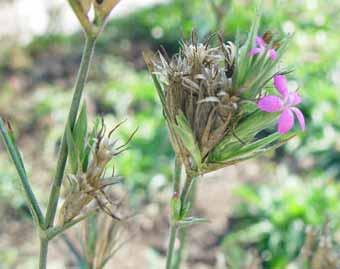 Knippnejlika Dianthus armeria Starkt hotad (EN) Caryophyllaceae Knippnejlika är en tvåårig, småluden, upp till 50 cm hög ört med basal bladrosett och 3-5cm långa, jämnbreda stjälkblad.
