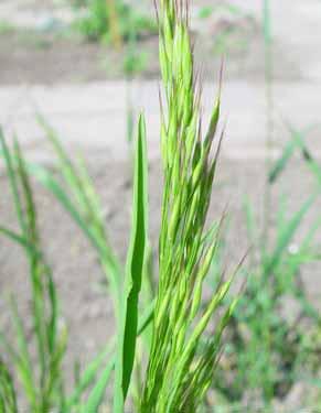 Renlosta Bromus arvensis Starkt hotad (EN) Poaceae Renlosta är ett ettårigt, svagt tuvat, upp till en meter högt vippgräs. Bladen är 3-10 mm breda, platta, mjukludna och grågröna.