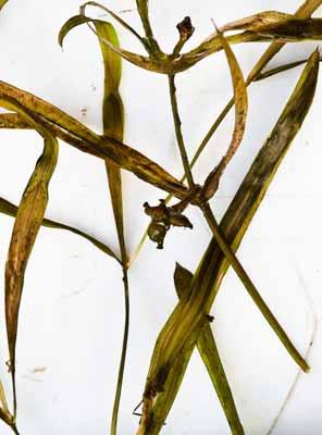 Spetsnate Potamogeton acutifolius Starkt hotad (EN) Potamogetonaceae Spetsnate är en flerårig vattenväxt med plattad stjälk och 5-13 cm långa, bandlika undervattensblad. Blomaxet är ca 1 cm långt.