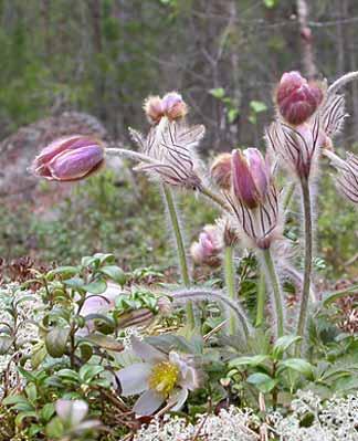 Mosippa Pulsatilla vernalis Sårbar (VU) Ranunculaceae Mosippan är flerårig och har en övervintrande basal bladrosett.