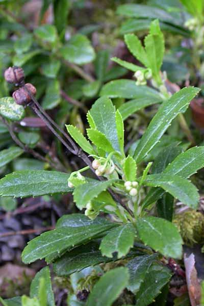 Ryl Chimaphila umbellata Sårbar (VU) Ericaceae Rylen är flerårig och vintergrön.
