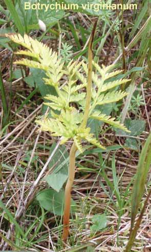 Stor låsbräken Botrychium virginianum Sårbar (VU) Ophioglossaceae Stor låsbräken är en upp till 60 cm hög, flerårig ormbunksväxt som har en ljusgrön, trekantig och finflikig bladskiva samt en