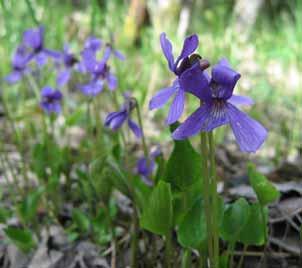 Sumpviol Viola uliginosa Sårbar (VU) Violaceae Sumpviolen är en flerårig ört med djupvioletta blommor som sitter på 10-15 cm långa bladlösa stänglar.