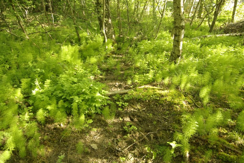 Dagvattenutredning för Solstrålegatan Biskopsgården Fjällgatan 3 E, terrassen, 413 17 GÖTEBORG Tel