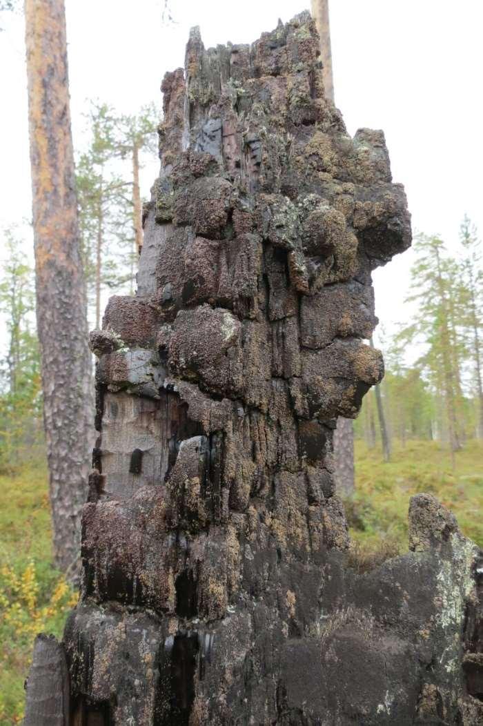 Olika typer av områdesskydd, forts Natura 2000 EUs nätverk av värdefull natur Naturminne (LST & kommun) Naturvårdsavtal