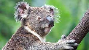 4 45 50 75 FRÅGA 4: KOALABJÖRN / HABITAT VUXEN: Koalabjörnen älskar eukalyptus,