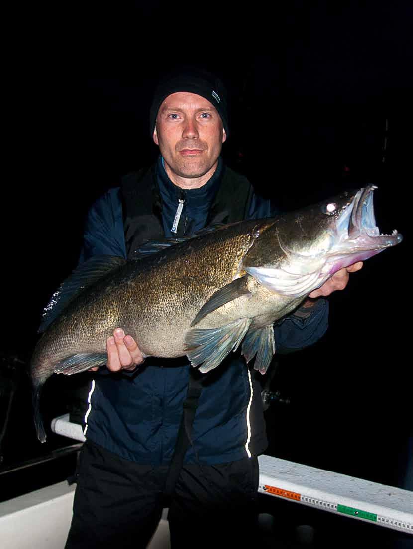 Bert Lachner, artikelförfattarens fiskekompis, med en imponerande storgös över åtta kilo som högg på en kontrastvobbler under en mörk, blåsig sommarnatt.