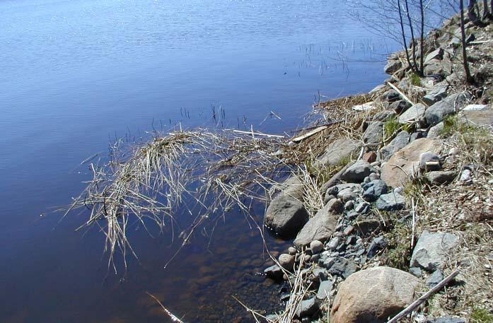 dade lövträd (björk, al, sälg mm). Skogen är relativt vildvuxen, alltså inte utsatt för röjningar eller gallringar och har därför vissa naturvärden.