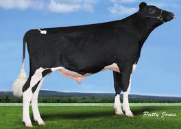 HOLSTEIN - GENOMAX ORIGIN SUPERHERO x DENVER x OAK 92769 9-7915 321 AB 250 / 225 / NEJ +2703 ORION KINGBOY x MOGUL x SHAMROCK 92023 9-7573 432 AE 240 / 216 / NEJ +2539 Control Mogul blod Doorman