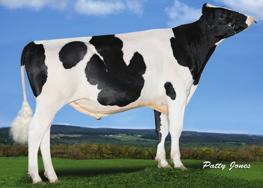 HOLSTEIN - GENOMAX PARKAVENUE FORTUNE x SUPERSHOT x ENFORCER 92625 9-7866 231 BB 290 / 261 / 440 +2686 PISTON JEDI x BALISTO x NUMERO UNO 92213 9-7713 243 BB 290 / 261 / 430 +2649 Mogul McCutchen