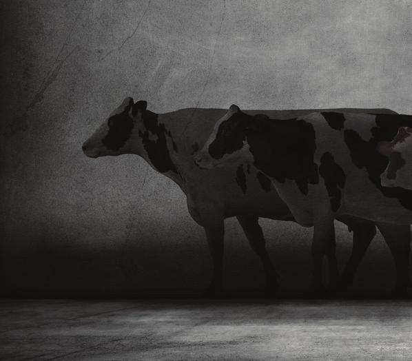 Våren är här och med den en ny tjurbedöming. Semex avelsprogram befäster ställningen i världstoppen. Dotterprövade tjuren APTITUDE steg i sin bedömning. Han är över 2 standardavvikelser i Typ 2.