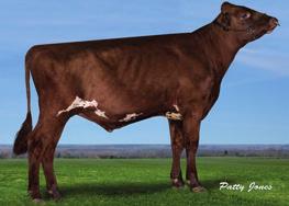 AYRSHIRE - GENOMAX IDOL BLINK x PATRIOTE Stamb. Nr Kod. Nr aaa Kappa K.