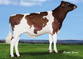 AYRSHIRE - GENOMAX MAXXUM NONSTOP x PREDATOR Stamb. Nr Kod. Nr aaa Kappa K.