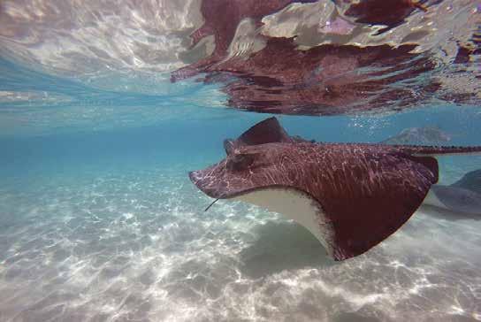 Dag 9 21 feb George Town, Grand Cayman Idag anländer fartyget till Caymanöarnas huvudstad George Town, lokaliserad på den största och mest utvecklade ön, Grand Cayman.