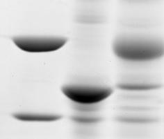 A kda 5 4 - + UDP-GlcNAc / OGT - Nup62 FG (O-GlcNAc) - Nup62 FG B Non-glycosylated Nup62 FG hydrogels O-GlcNAc-modified Normalized concentration after 3 min influx Impβ IBB-GFP - - 5 5 1.2 1..8.6.4.2. - - 5 5 - - 5 5 1.