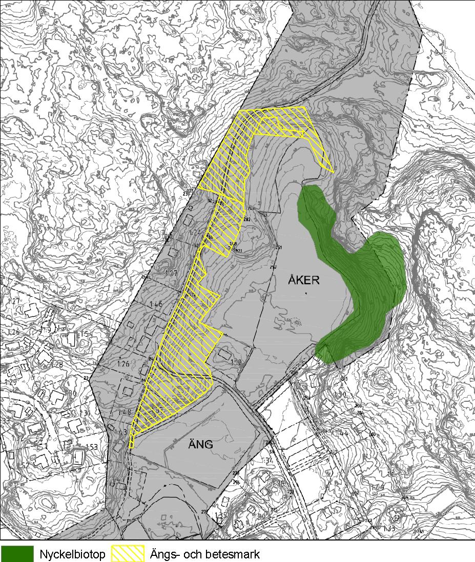 fortfarande omfatta höga naturvärden, med många arter som indikerar på detta; slåtterfibbla, jungfrulinarter, bockrot, solvändearter m.fl, se figur 6.