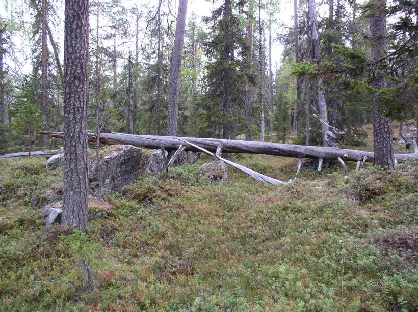 SKÖTSELPLAN Datum 2011-06-10 Bilaga 4 6 (15) Främmande trädslag som t. ex. Pinus Contorta ska inte förekomma i naturreservatet.