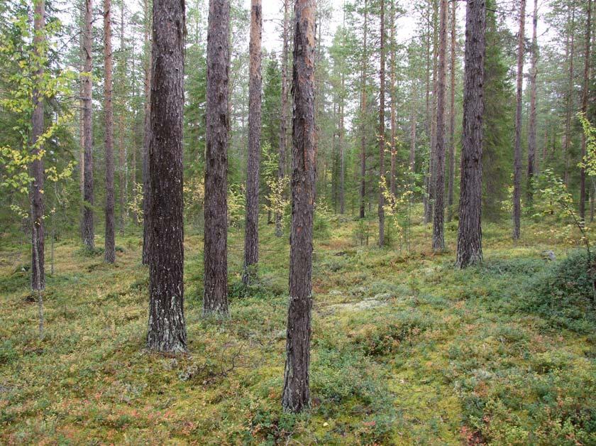 SKÖTSELPLAN Datum 2011-06-10 Bilaga 4 9 (15) Utvecklingsmark med genomhuggen ca 100 år gammal barrblandskog som kan vara lämplig för naturvårdsbränning.