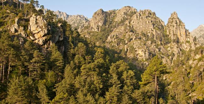 Dramatisk natur vid Gorges de la Restonica. I skogen bor nötväckan.