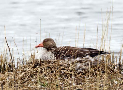 Grågåsens årscykel kring Hornborgasjön April Maj Juni Juli Augusti September Häckande anländer lågt antal Få gäss Ruggande gäss anländer runt den 15 maj.