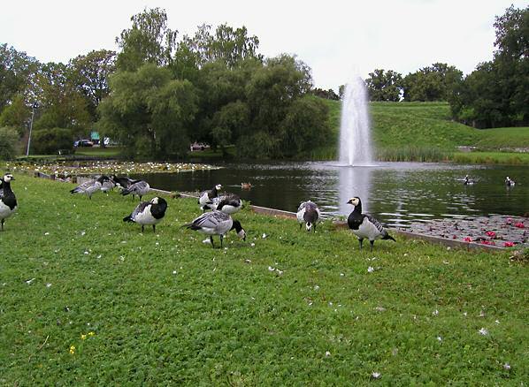 Räkning av betande vitkindade gäss på gräsmattor i närheten av