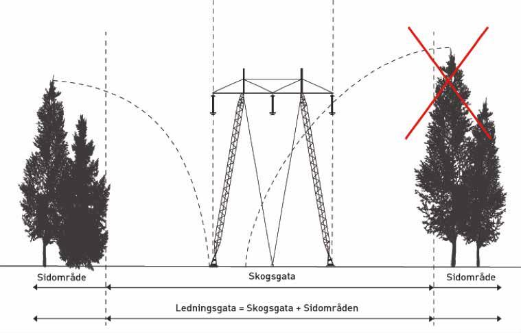 16 Figur 5.2 Principskiss över en ledningsgata i skogsmark. Överkryssat träd illustrerar kantträd som behöver tas bort på grund av att det kan skada ledningen om det faller 5.3.