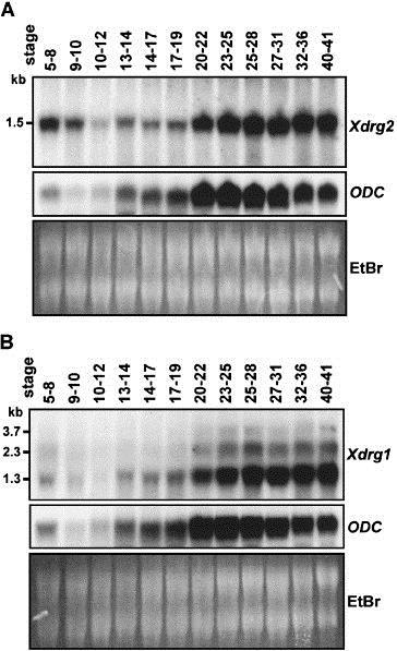 DRG2 DRG: developmentally regulated GTP-binding protein Upstream activators P GAP G protein