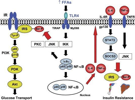 NF-κB activation is essential for IL6