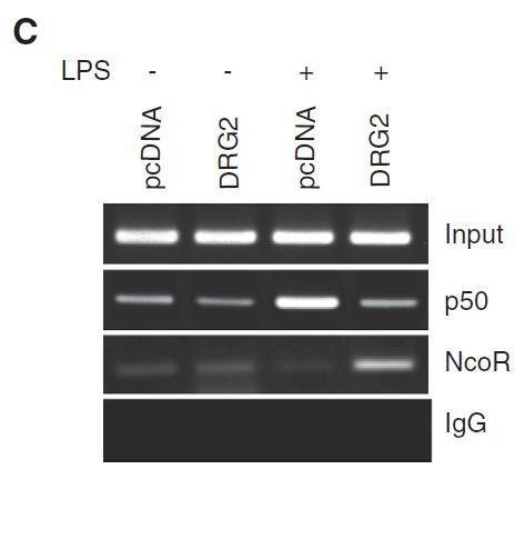 Effects of DRG2 on NF-kB binding