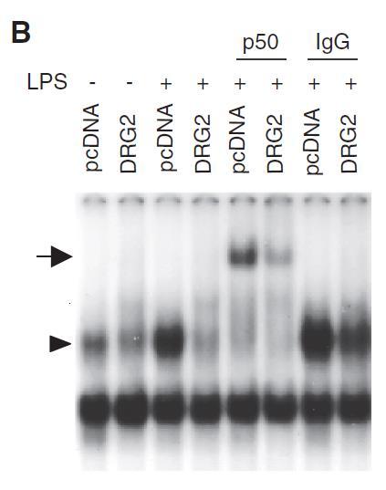 suppresses binding of NF-κB to