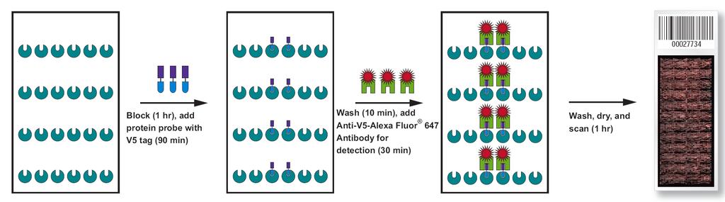 ProtoArray Human Protein