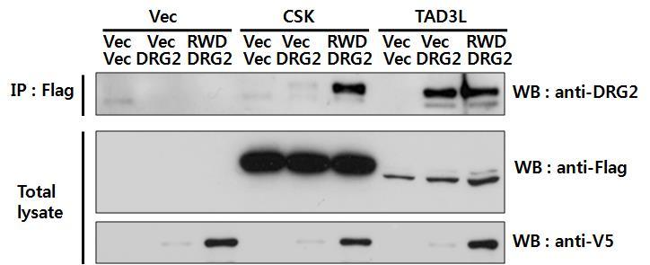 Protein Chip: DRG2 interacts with ADA3 Gene symbol Z-score coiled-coil domain containing 97 (CCDC97) 13.00817 TSR2, 20S rrna accumulation, homolog (S. cerevisiae) (TSR2) 11.