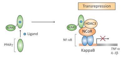 PPARγ mediates inhibition of the NF-κB activity PPARγ activation induces PPARγ sumoylation activated PPARγ stabilizes