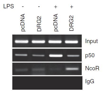 DRG2 stabilizes NCoR and inhibits