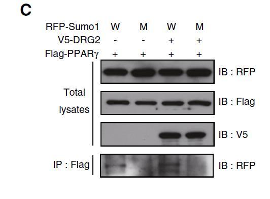 production PPARγ sumoylation ChIP