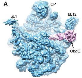 DRG - OBG family - Involved in