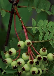 Liten pärlrönn, Sorbus frutescens fk ÅS E Helenas hörna är en välstämd symfoni av färger och former. Här samspelar bladverk i skimrande vinrött, grönt, gyllenbrunt och vitbrokigt.