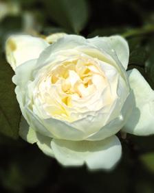 Du kan plantera rosor på en soldränkt plats både i din trädgård och i stora krukor på